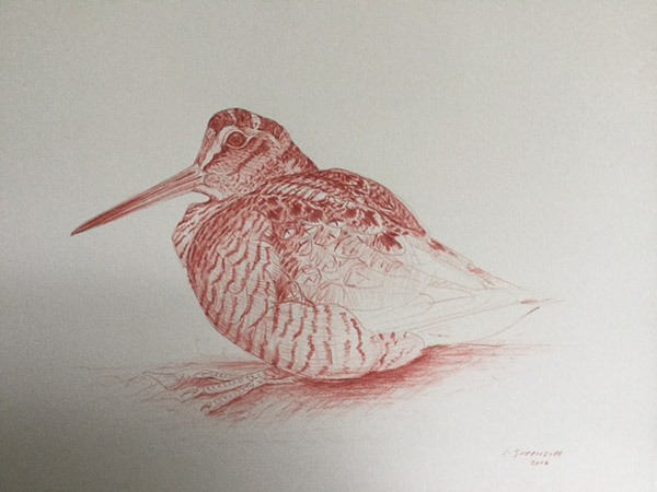 Woodcock in Venetian red by Ian Greensitt